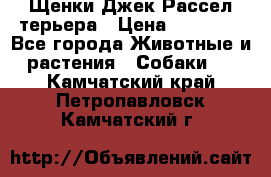 Щенки Джек Рассел терьера › Цена ­ 20 000 - Все города Животные и растения » Собаки   . Камчатский край,Петропавловск-Камчатский г.